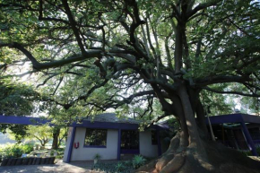 Big Tree Midrand